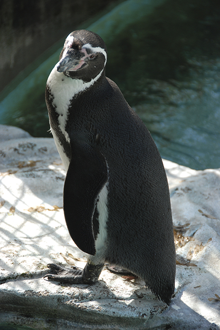 フンボルトペンギン 高岡古城公園動物園